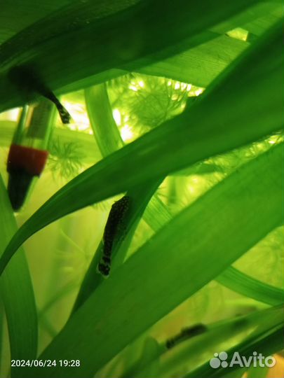 Мальки сомика анциструса