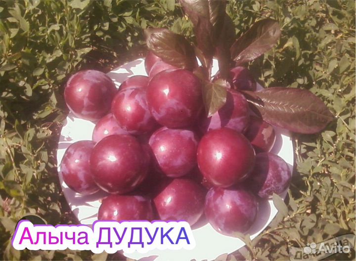 Слива Дудука