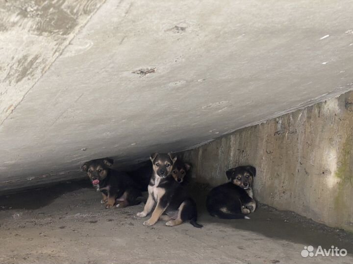 Щенки немецкой овчарки