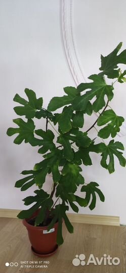 Саженцы инжира