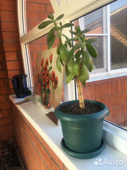 Денежное дерево (толстянка )
