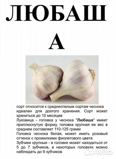 Чеснок Любаша