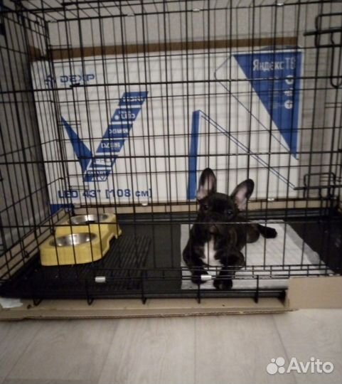 Клетка вольер для собак. Клетка. Аренда