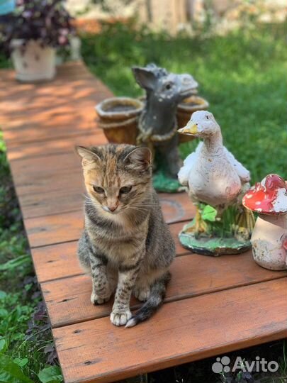 Кошка в свой дом. В дар