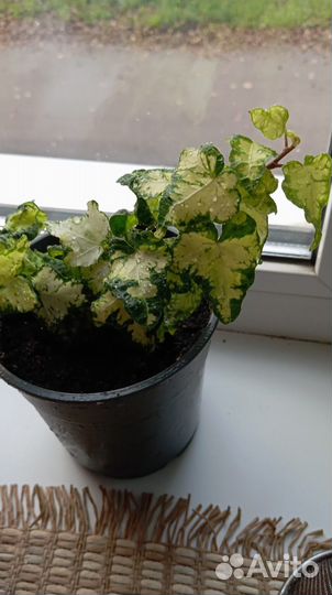 Комнатные растения