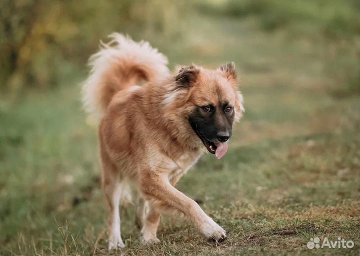Супер красивый пёс Ларс в добрые руки