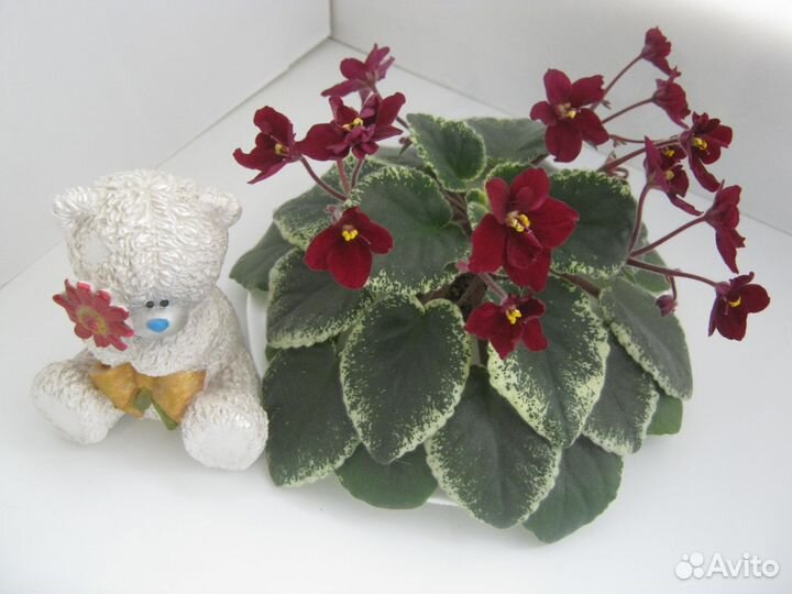 Продам фиалки