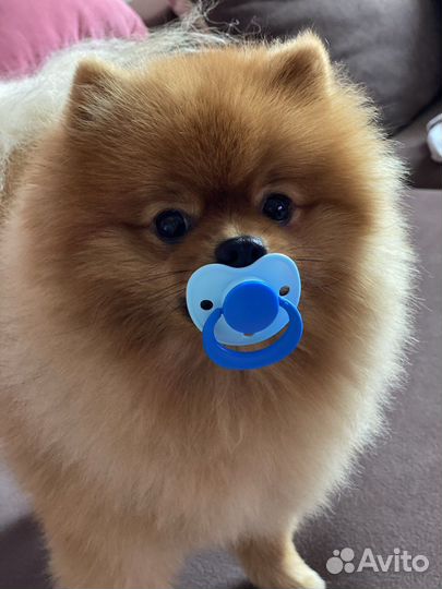 Вязка шпицов