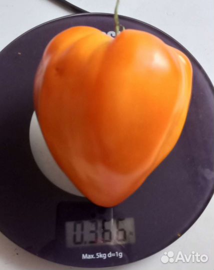 Семена коллекционных томатов