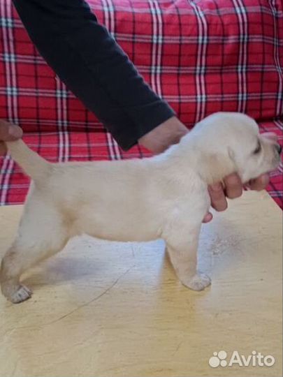 Щенки лабрадора
