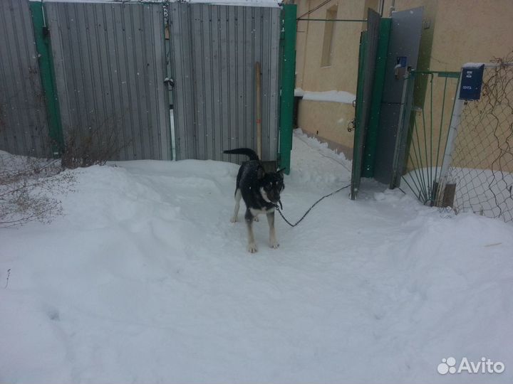 Восточно-европе овчарка.Кобель.Приглашает на вязку