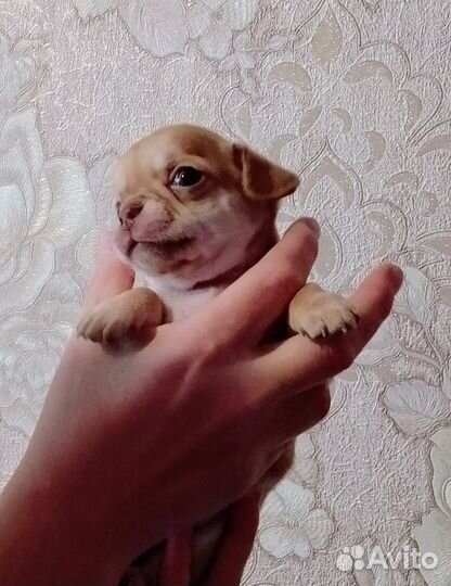 Щенки чихуахуа мини