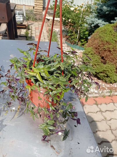 Традесканция гибридная кашпо