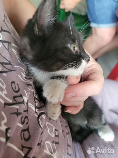 Кошка в дар