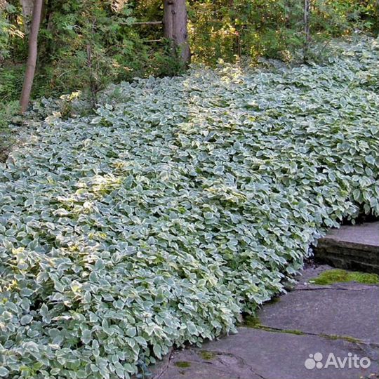Сныть пестролистная многолетняя