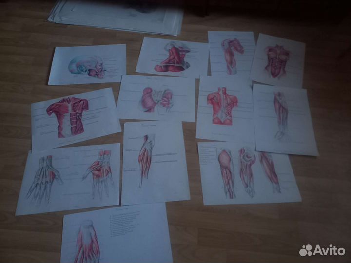 Плакаты анатомия