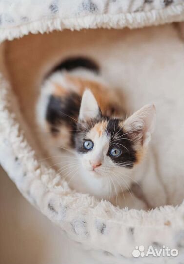 Трехцветный котенок девочка ищет дом