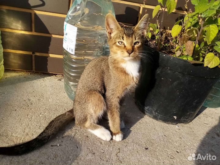 Абиссинская