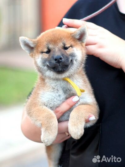 Улыбашка девочка сиба шиба ину