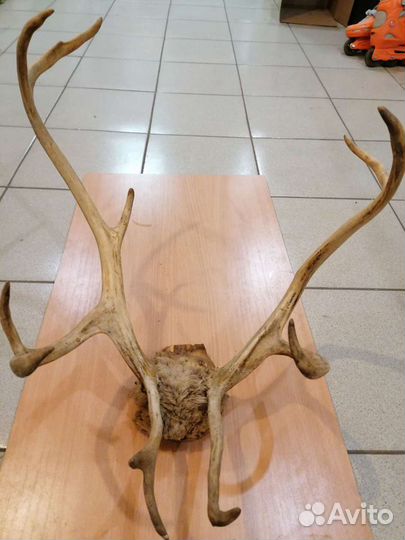 Продам рога оленя