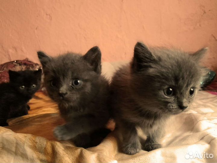 Котята в добрые руки бесплатно