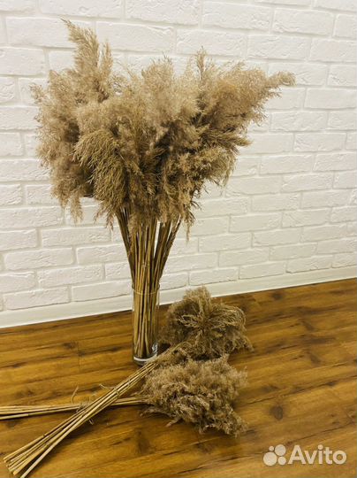 Пампасная трава