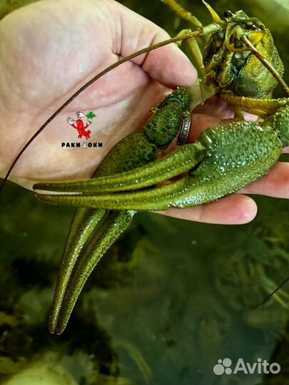 Раки варёные