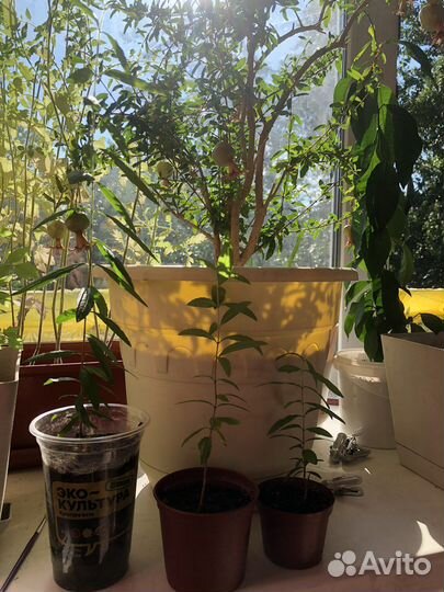 Гранат комнатный декоративный Punica