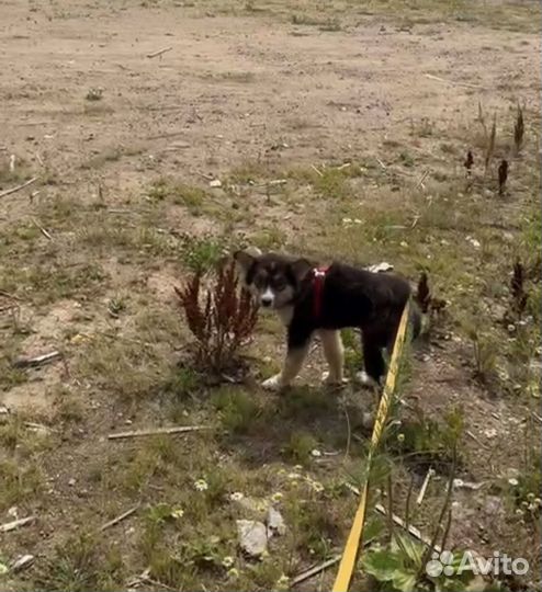 Шенок из приюта бесплатно в добрые руки