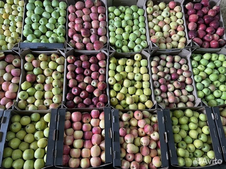 Картофель и много другое