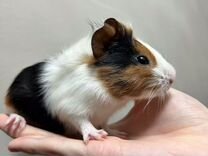 садовод график работы январь 2024. садовод график работы январь 2024. график работы. новогодний режим работы. садовод рынок.