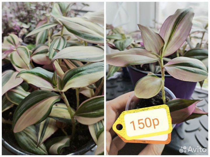 Традесканция (разные виды). Часть2