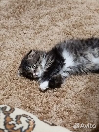 Отдам кошку в добрые руки