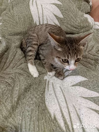 Маленькие кошечки