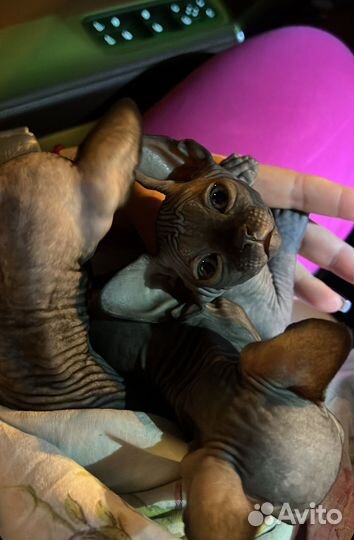 Канадский сфинкс