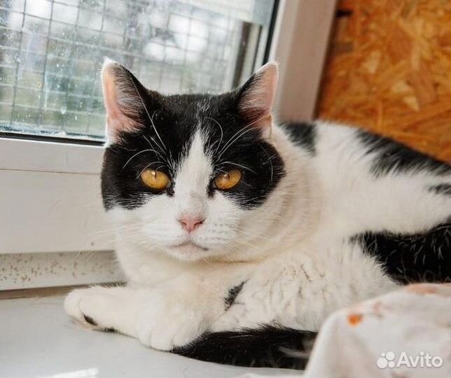 Кошечка Тори в добрые руки