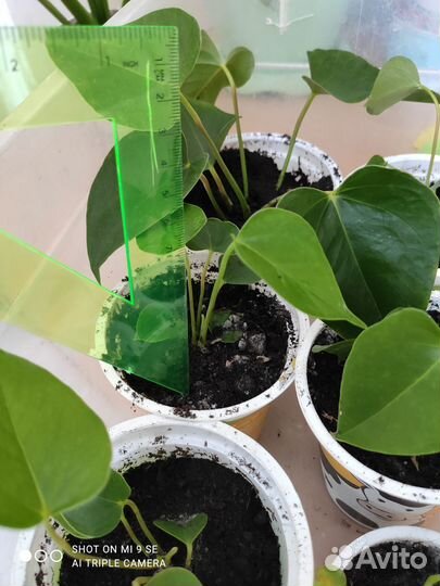 Антуриум красный