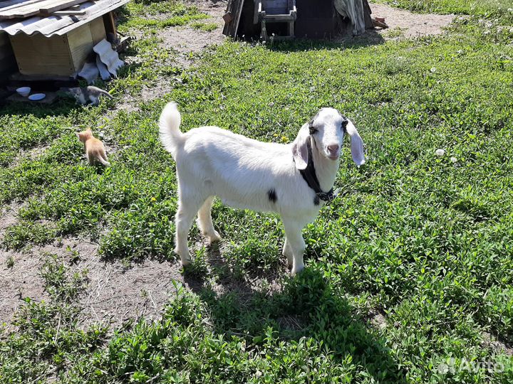 Молодые породистые козлики