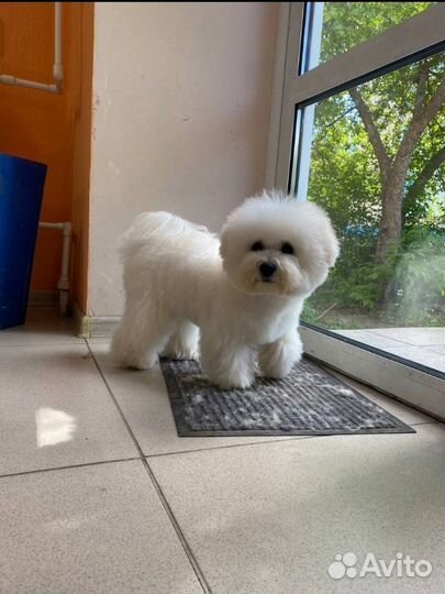 Шикарная девочка для выставок Бишон Фризе