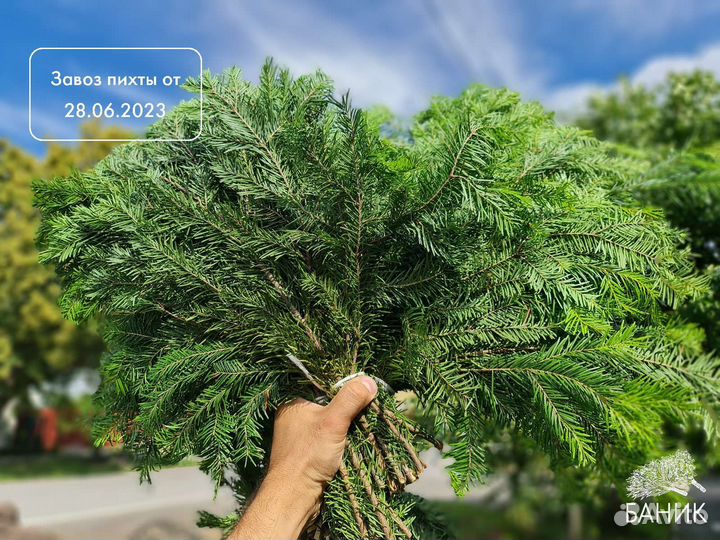 Веник для бани свежий