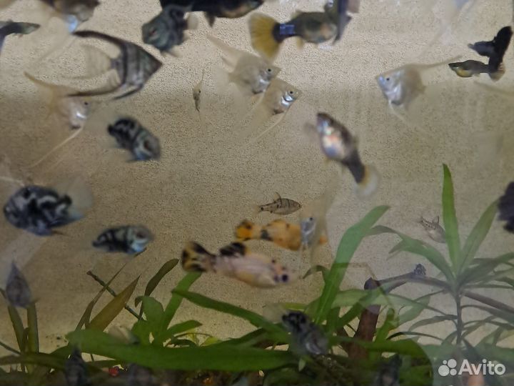 Скалярии,сапфировый попугай