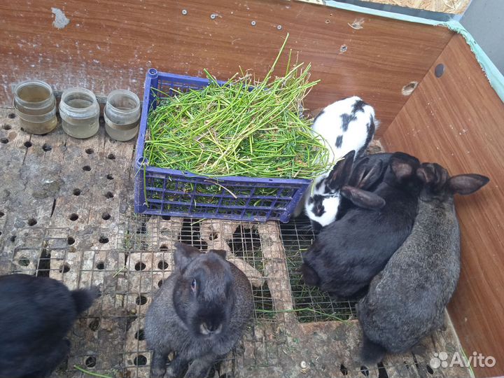 Кролики молодняк