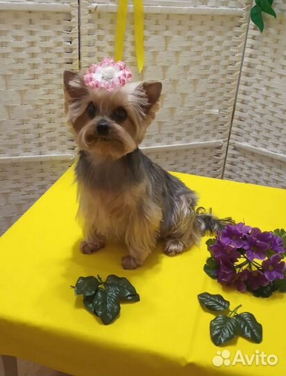 Стрижка собак и кошек