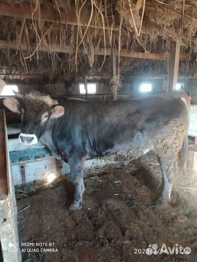 Бычок на племя