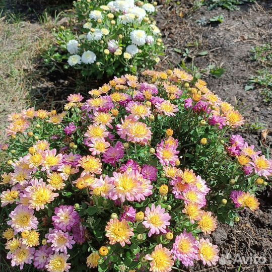 Хризантемы мультифлора укоренённые черенки