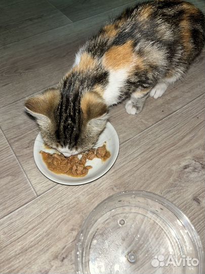 Бесплатные котята