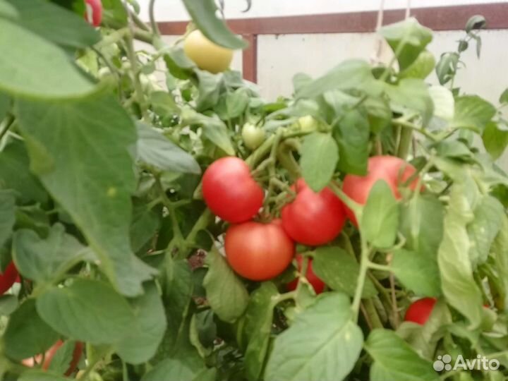 Помидоры