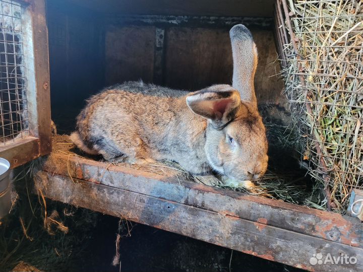 Кролики фландр