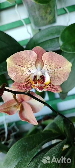 Орхидея Микс, комнатные растения