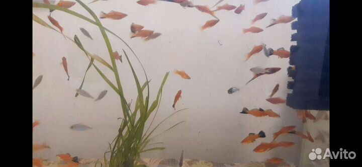 Аквариумные рыбки. Цыхлиды. Меченосцы, малинезии